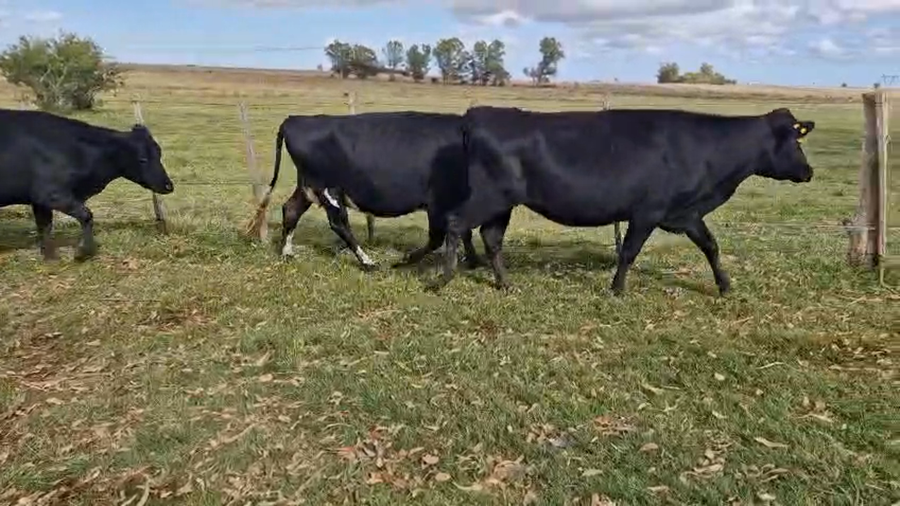 Lote 4 Vaca a remate en Pantalla Camy, San José