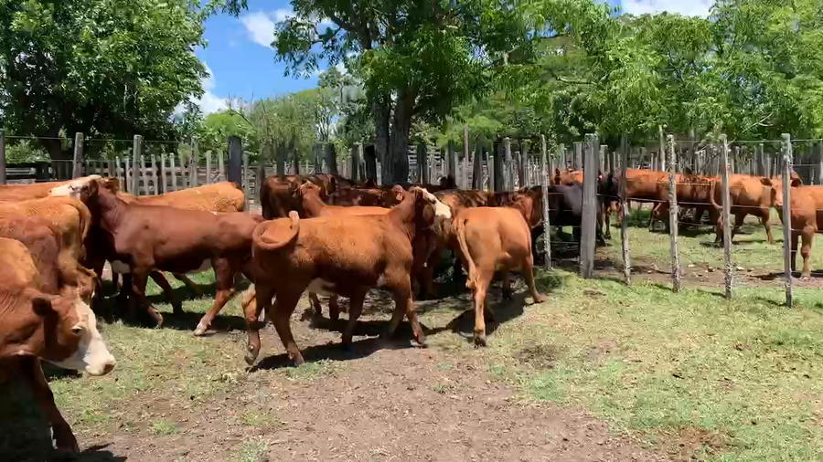 Lote 17 Vaquillonas más de 2 años en Melo, Cerro Largo
