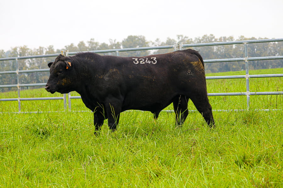 Lote ABERDEEN ANGUS SA - Angus NEGROS