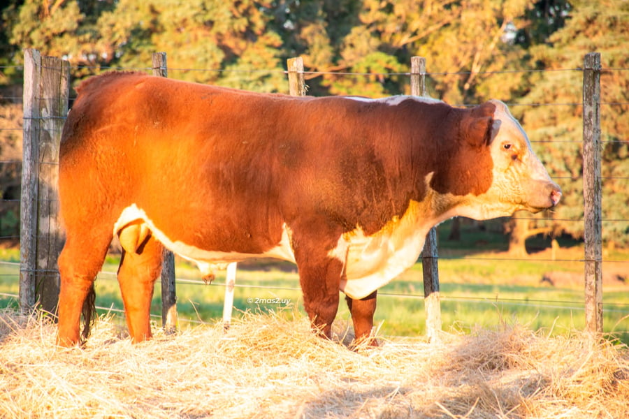 Lote TOROS SANTA MAGDALENA
