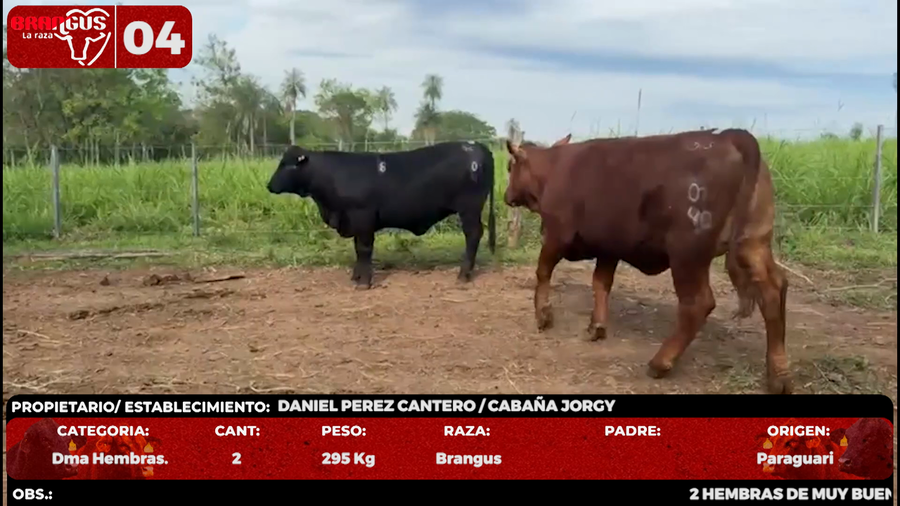 Lote LOTE 4 - EN VIVO