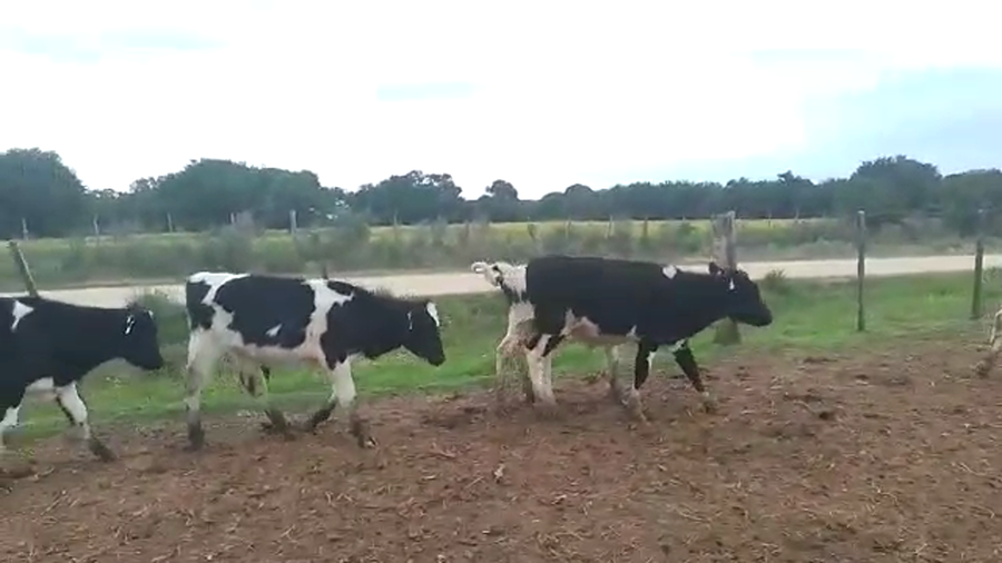 Lote 26 terneros holando