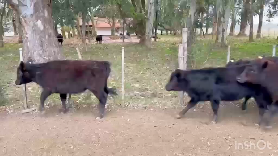 Lote 20 Terneras