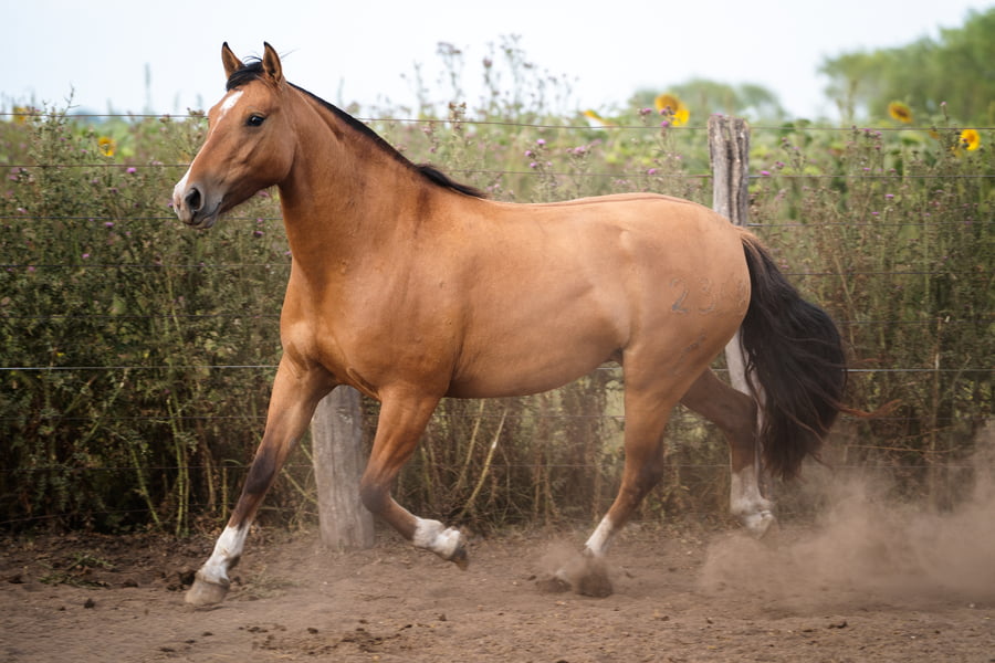Lote PERDIDA PROTEJIDA