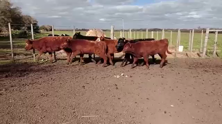 Lote (Vendido)6 Terneras ANGUS a remate en 5to remate por pantalla ENTRE MARTILLOS 130kg -  en CAÑADA GRANDE