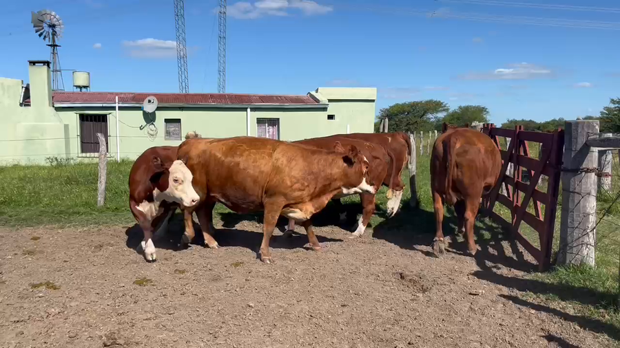 Lote 5 Vacas faena