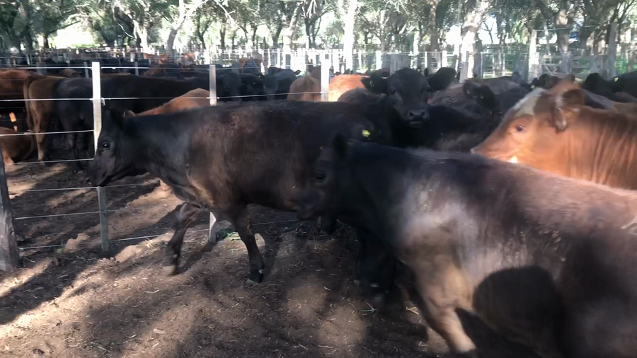 Lote 56 Terneros en Daireaux, Buenos Aires