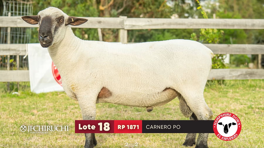 Lote LOTE 18