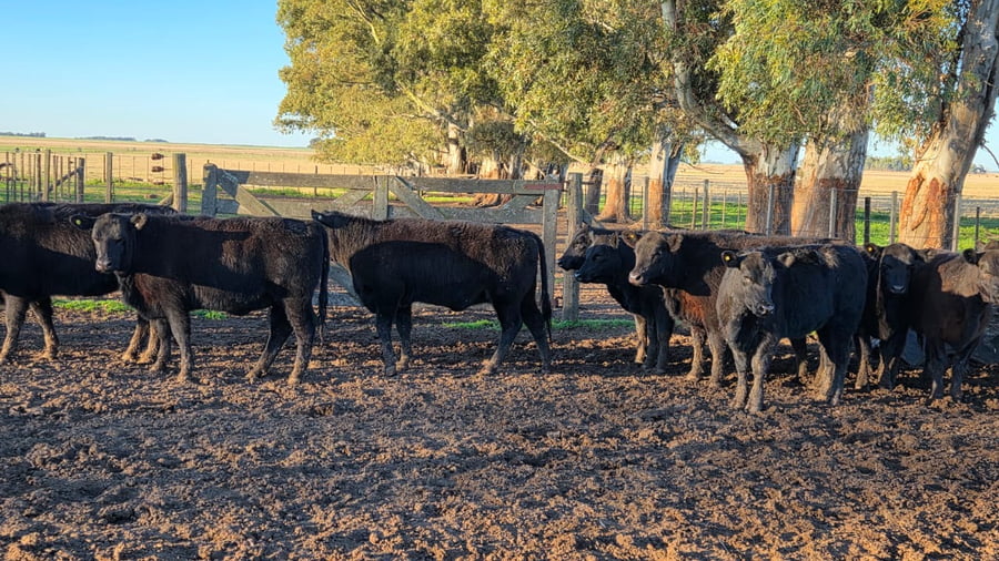 Lote 50 Vaquillonas