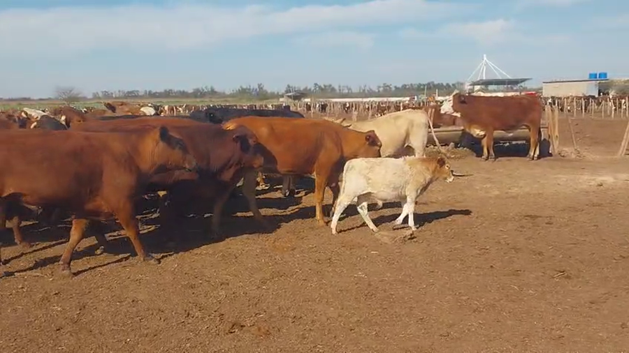 Lote 49 Novillos