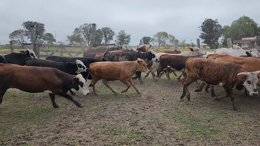 Lote 100 Novillitos en Itatí, Corrientes