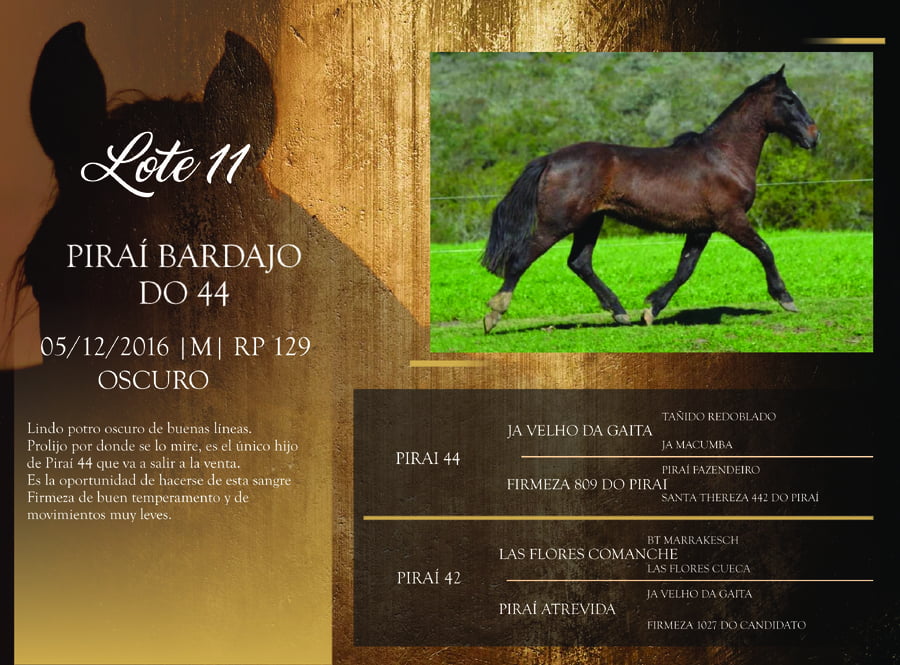 Lote RP 129 - PIRAÍ BARDAJO DO 44