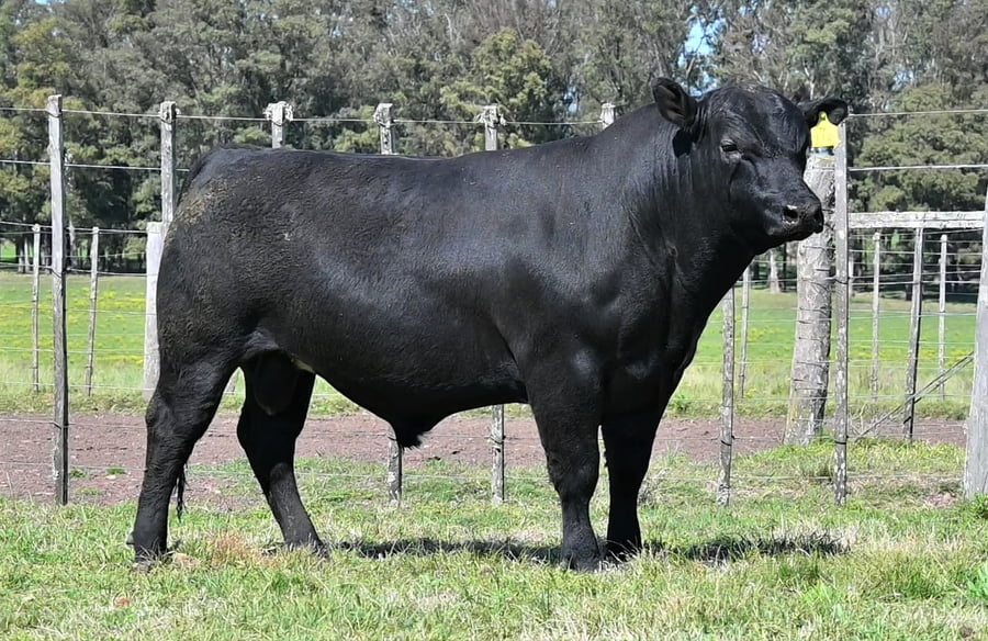 Lote TOROS LA ORACION