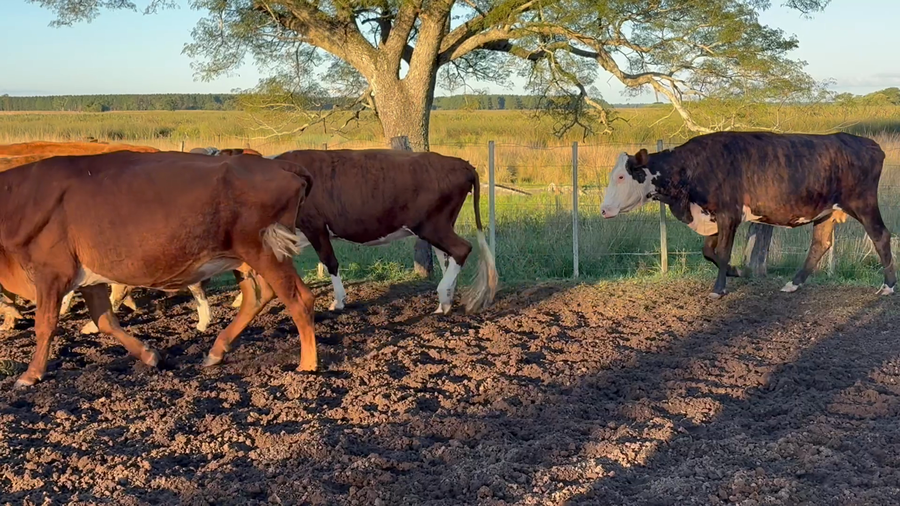Lote 11 Vaquillas y vacas para invernar en Corrientes, Concepción