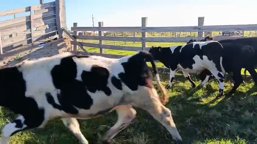 Lote 5 Terneros a remate en Pantalla Camy - Aniversario 31 Años, San José