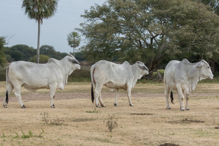 Lote Vaquillonas Preñadas Cabaña Don Tomas (24)