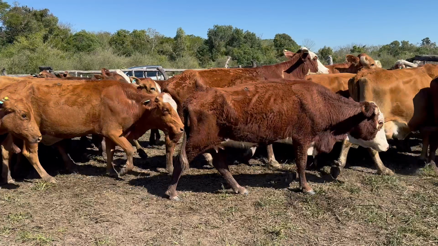 Lote 35 Vacas medio uso C/ gtia de preñez en Corrientes, San Roque