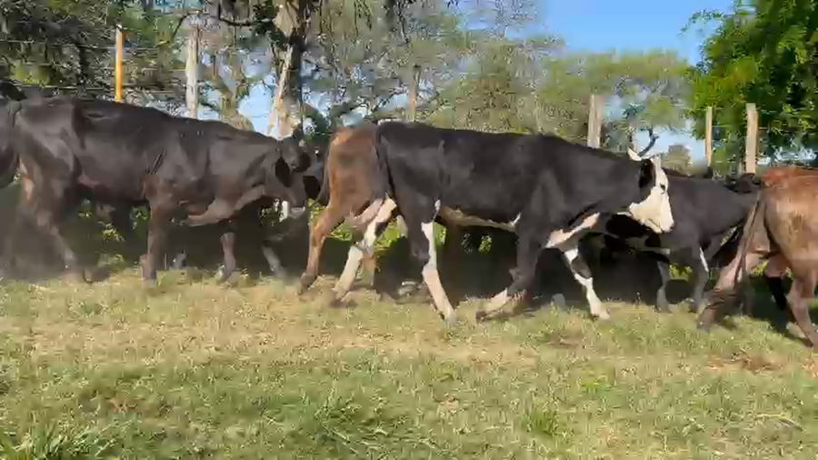 Lote 60 Novillos