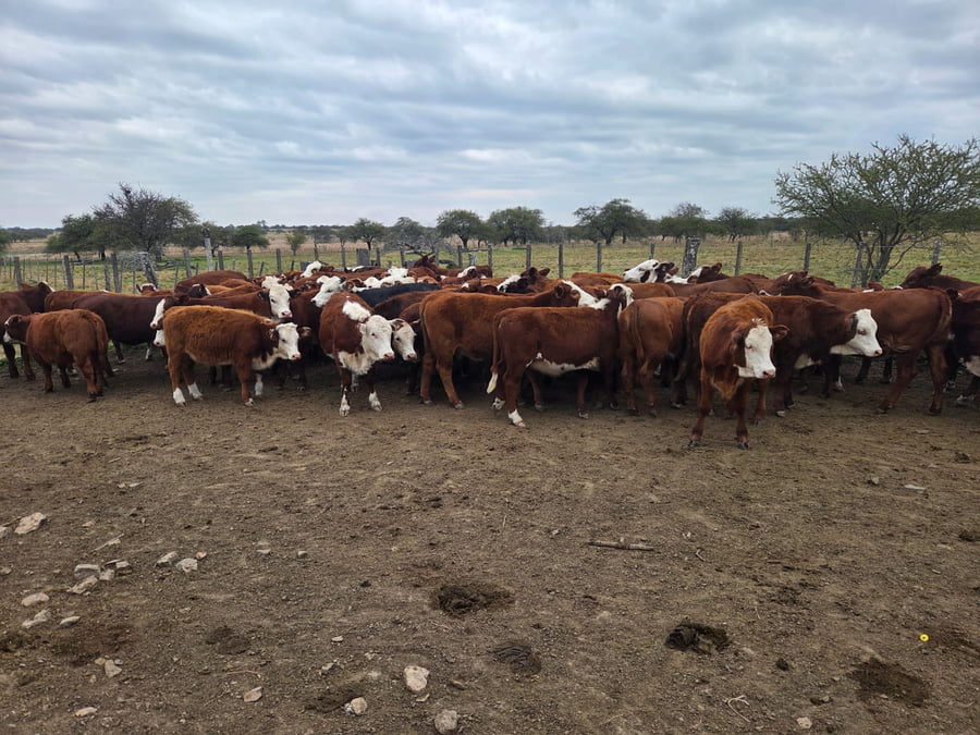 Lote 110 Terneras
