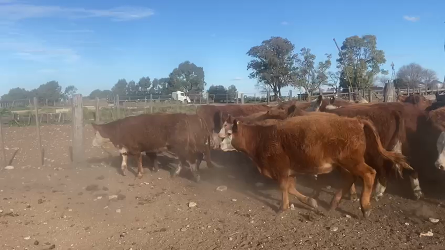 Lote 65 Terneros en Coronel Suarez, Buenos Aires