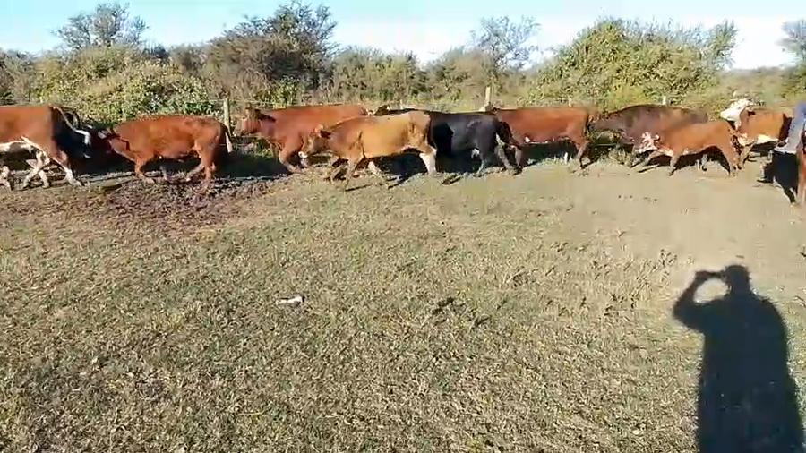 Lote 102 Vacas preñadas