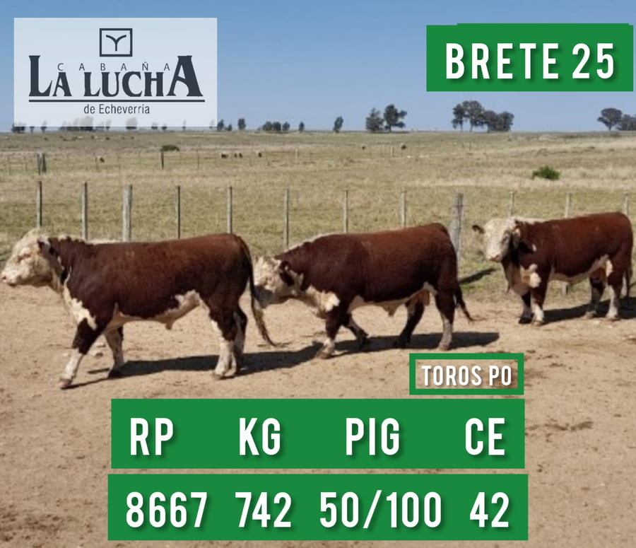 Lote TOROS POLLED HEREFORD PO