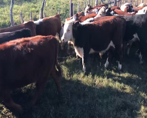 Lote 65 Terneros/as en Maciá, Entre Ríos