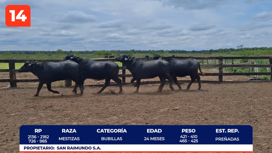 Lote LOTE 14