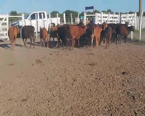 Lote 30 Terneras en Entre Ríos, Federal