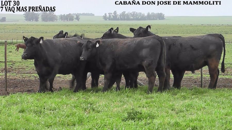 Lote VAQUILLONAS PREÑADAS