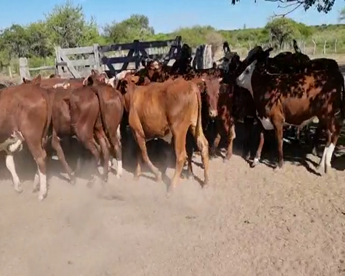 Lote 60 Terneros en Perugorría, Corrientes