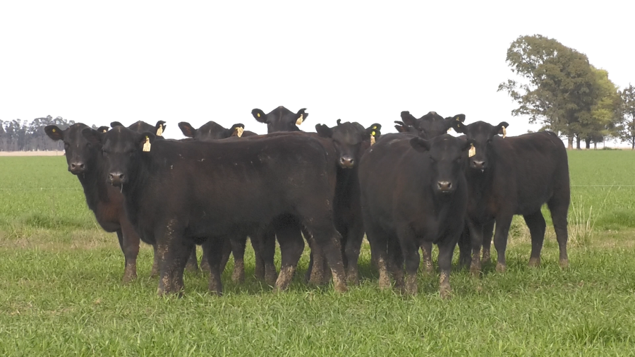 Lote VAQ. ANGUS NEGRO  MAS C/GTÍA DE PREÑEZ PARICION OTOÑO