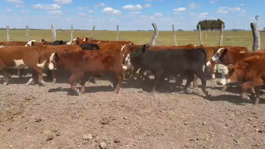 Lote 32 Terneros/as