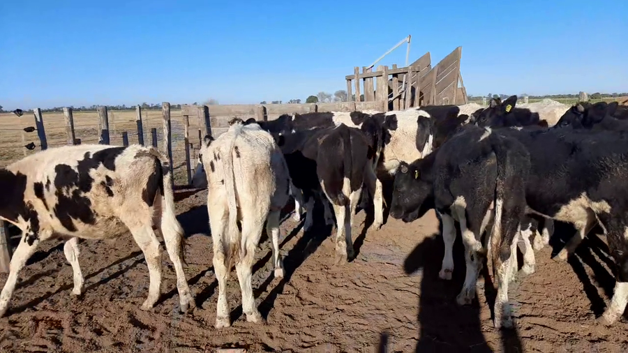 Lote 15 Terneros en Sunchales, Santa Fe