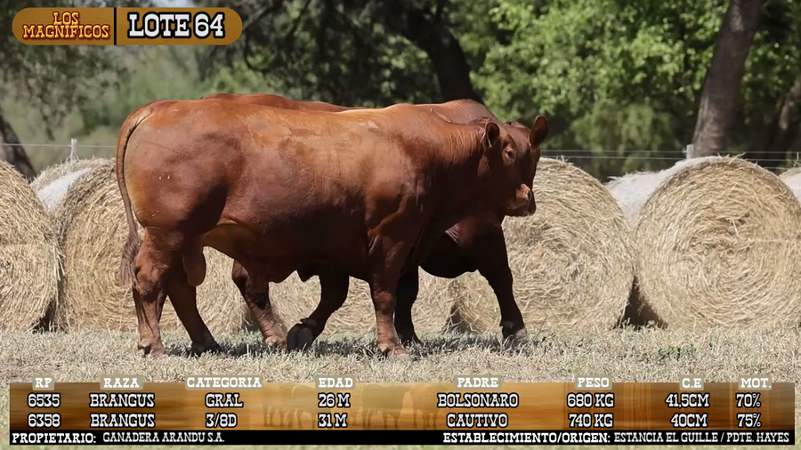 Lote LOTE 64 - VIVO
