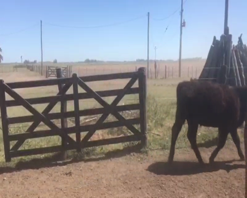 Lote 60 Novillitos en Chascomús, Buenos Aires