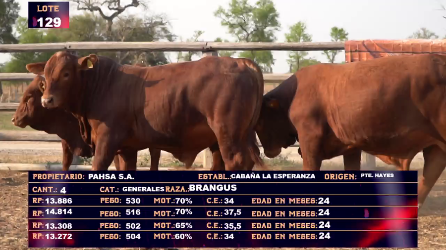 Lote PAHSA - LOTE 129