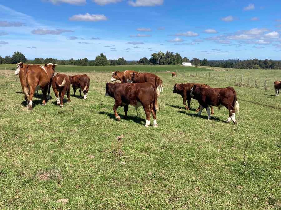 Lote 30 Ternero en Puerto Varas, X Región Los Lagos
