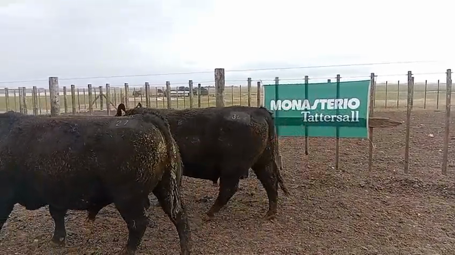 Lote Toros