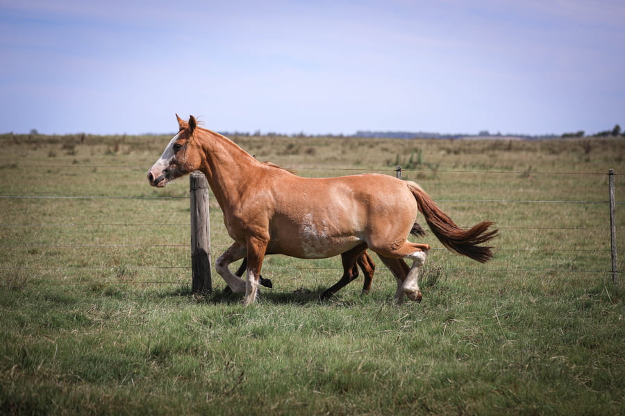 Lote Pretenciosa del Chafalote