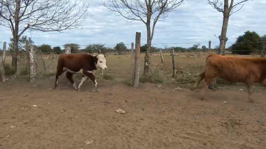 Lote 84 Terneros/as en Corrientes, Curuzu Cuatia