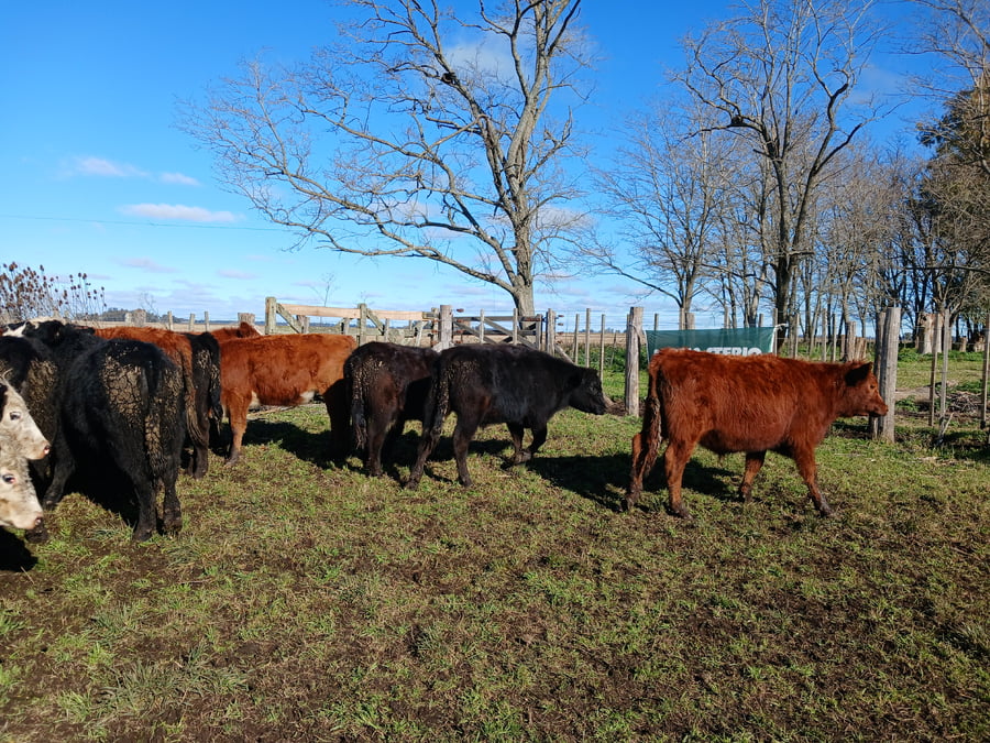 Lote 20 Vaquillonas en Rauch
