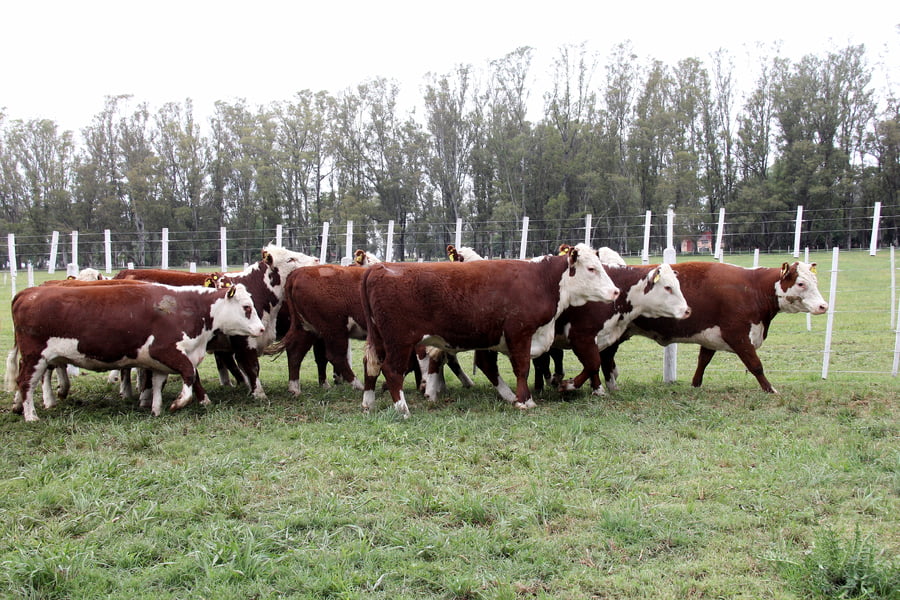 Lote VAQUILLONAS PREÑADAS PR POLLED HEREFORD -PARICION OTOÑO 2022-
