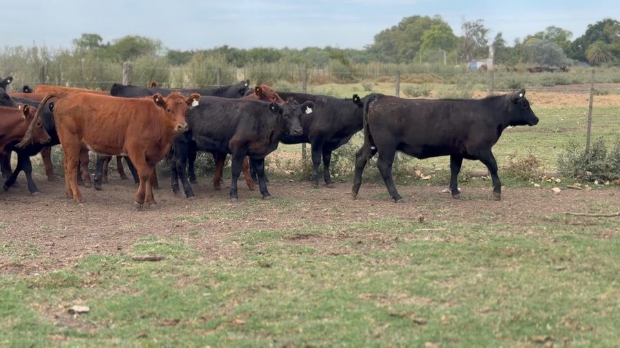 Lote 56 Terneras