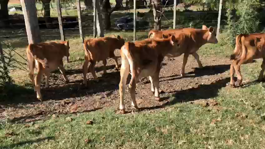 Lote 5 Terneros Kiwi