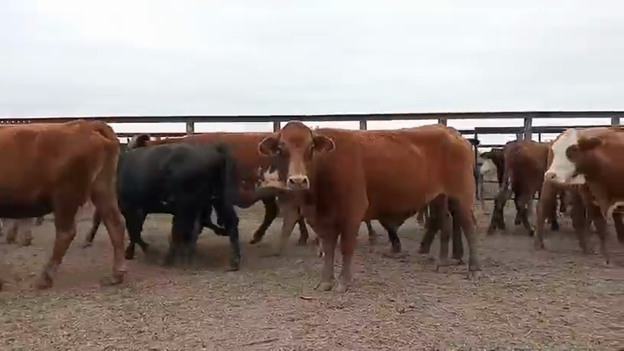 Lote 50 Vacas preñadas en Santa Fe, Intiyaco