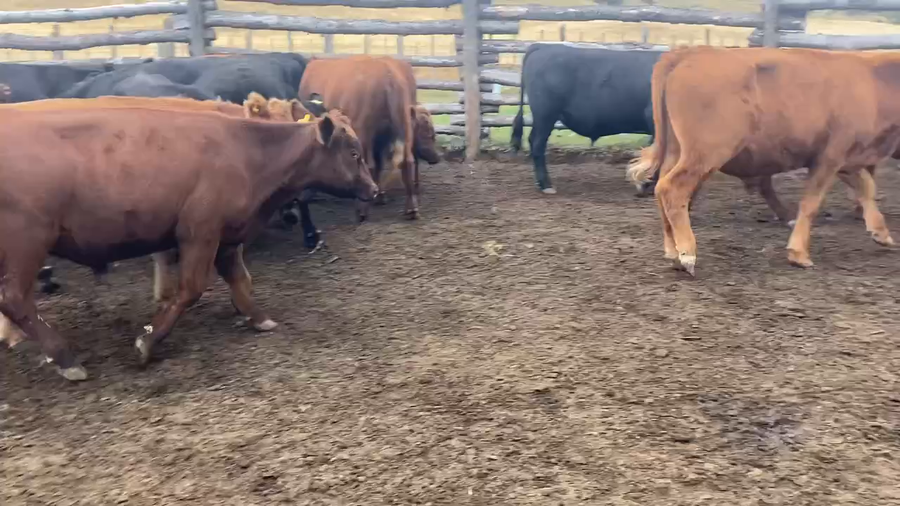 Lote 42 Novillo Engorda en Coyhaique, XI Región Aysén