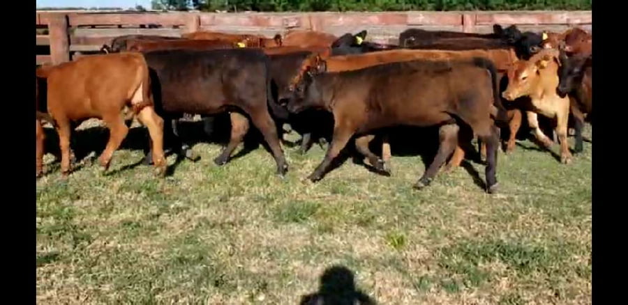 Lote 24 Terneros/as en Villaguay, Entre Ríos