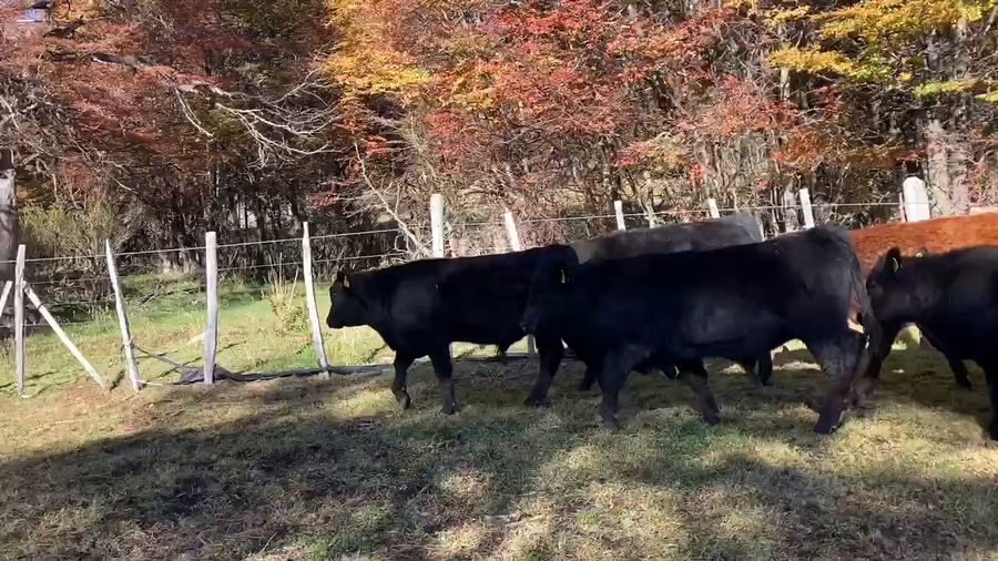 Lote 30 Ternero en Coyhaique, XI Región Aysén