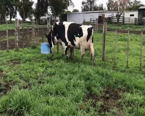 Lote (Vendido)2 Vaquillonas  HO a remate en 1º Remate Virtual en Panta